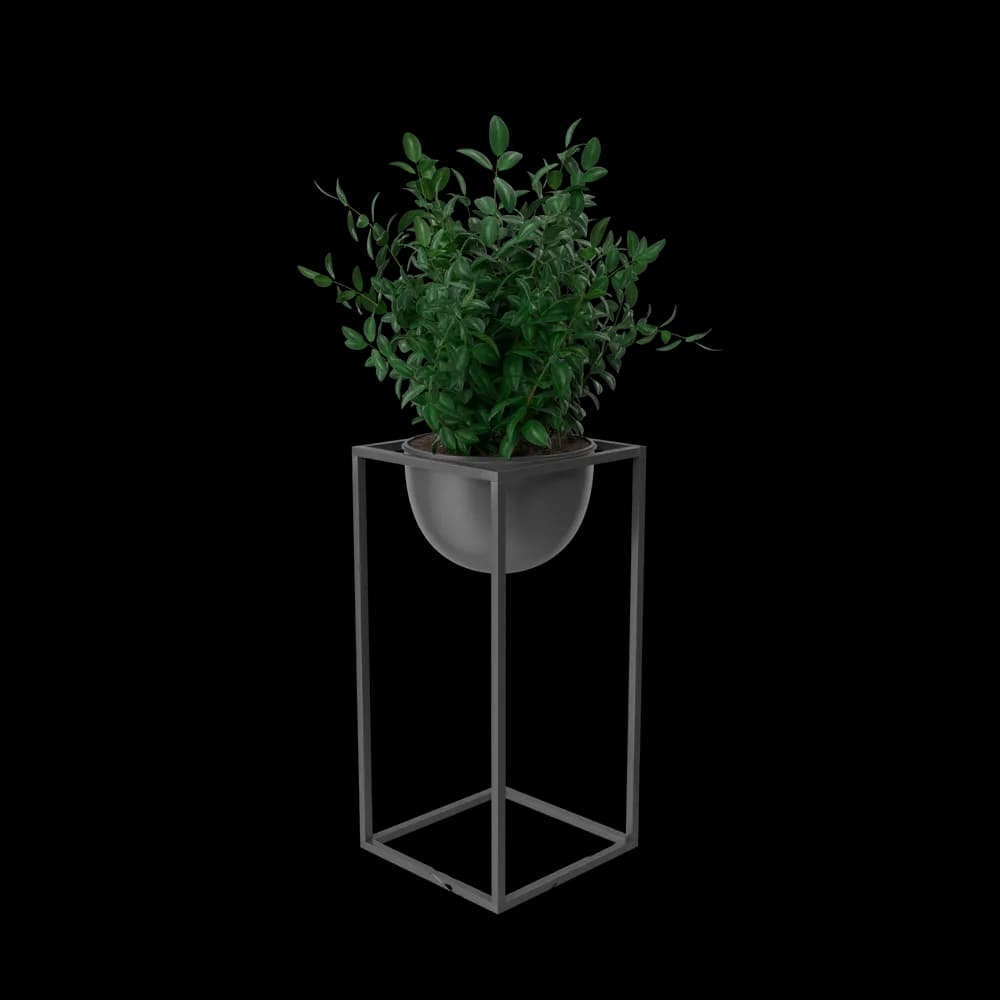 House Showpiece Plant thumbnail 2