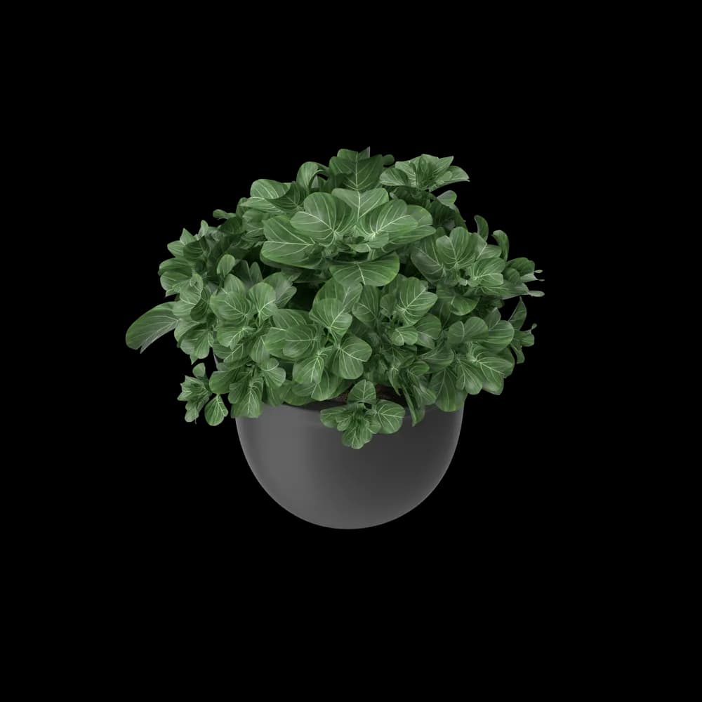 Plant Pot thumbnail 3